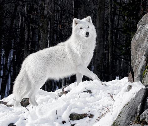 lobo blanco